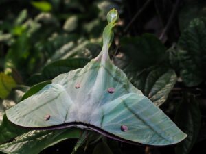 moths-3307028_1280 luna moth on branch