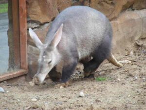 aardvark aardvark