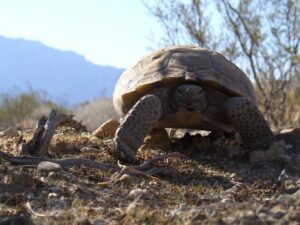 image-from-rawpixel-id-4042567-jpeg-768x576 Desert turtle animal background wildlife. Original public domain image from Flickr