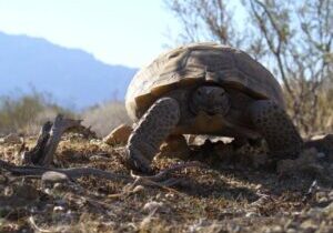 Desert turtle animal background wildlife. Original public domain image from Flickr